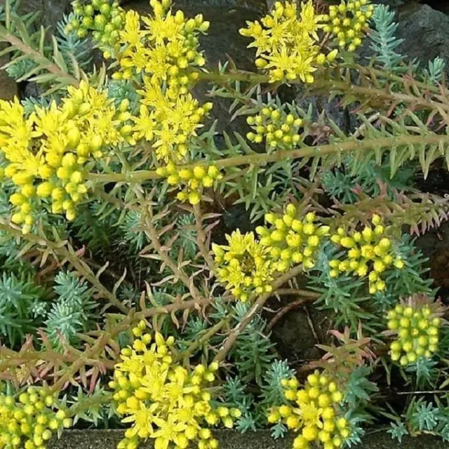 MediGran Sedum rupestre tripmadam zaden onbespoten