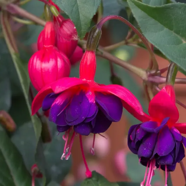 World Botanics Dollar Princess fuchsia 5 stekken