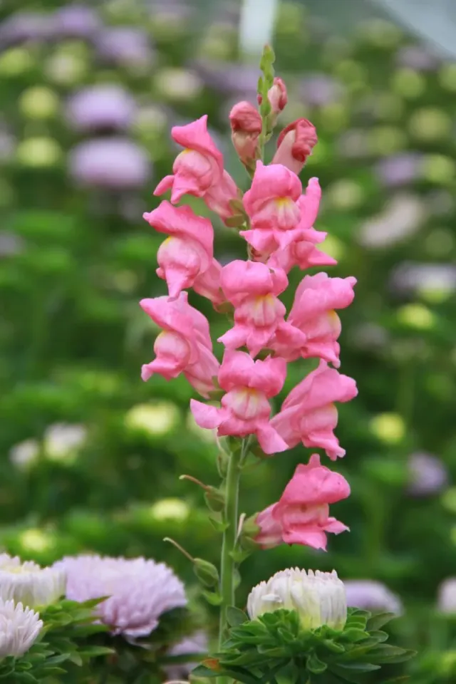 Vitale Rassen Rocket Rose Shades leeuwenbek zaden roze