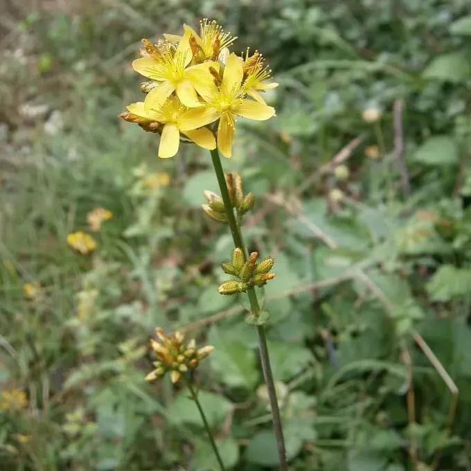 MediGran Berghertshooi Hypericum montanum zaden onbespoten