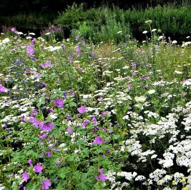 MediGran Landschapsflora LZ-15 bloemenzaden inheems