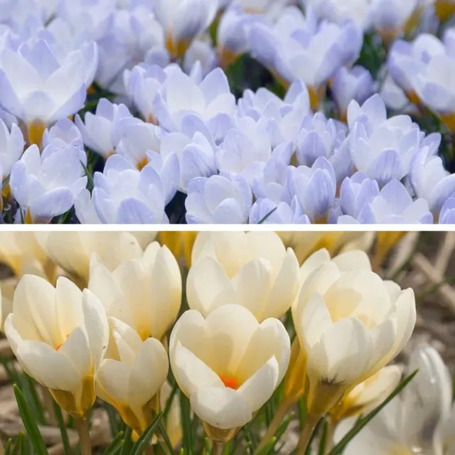 World Botanics Crocus Flower Bulb Collection bloembollen 50 stuks vroeg