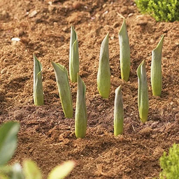 World Botanics Bollenmanden rond 26 cm set van 3
