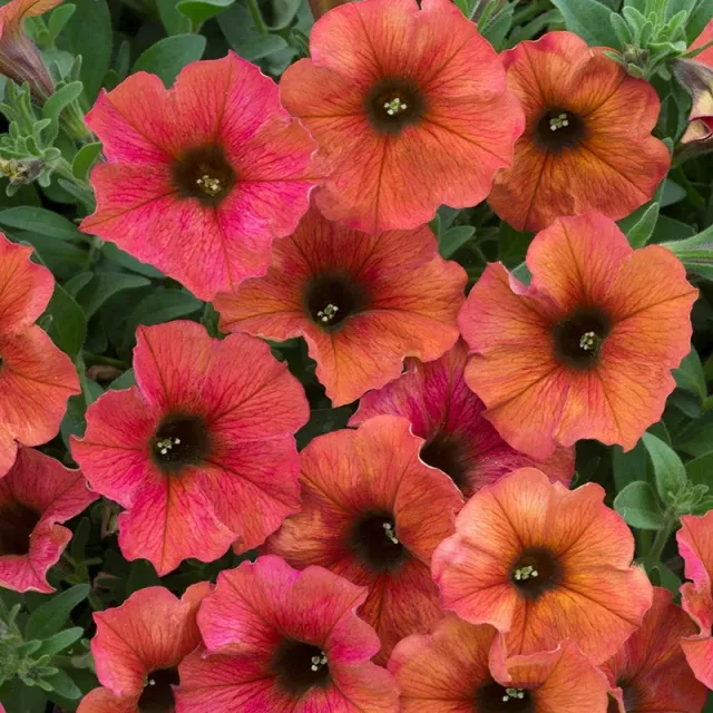 World Botanics Beautical Cinnamon petchoa 5 jonge planten
