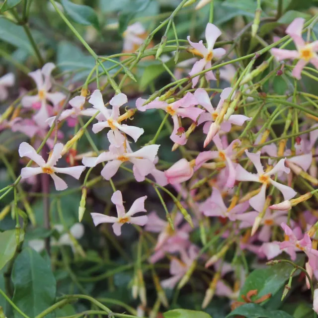 World Botanics Asiaticum Pink Showers sterjasmijn 9cm potplant