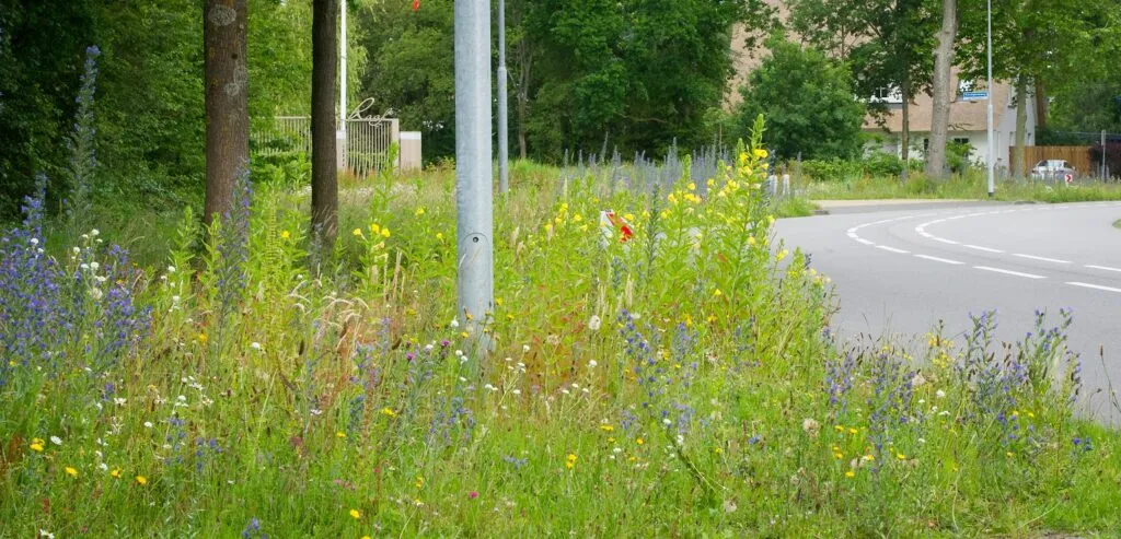 MediGran GD-63 graslandflora bloemenmengsel kalkrijk