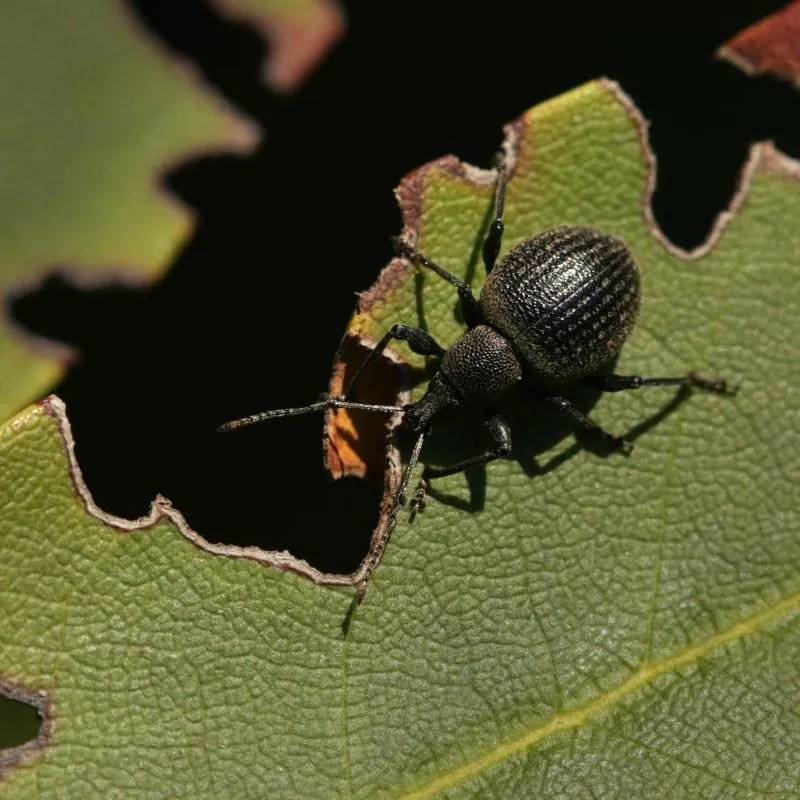 NemaKnights Nematodes aaltjes tegen engerlingen 100 sq ft