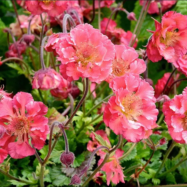 World Botanics Geum Pink Petticoats vaste plant 3 jonge planten