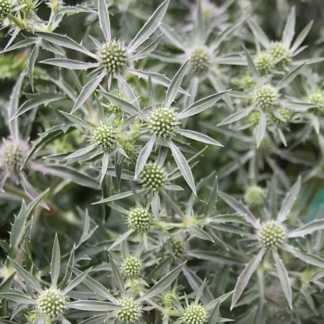 MediGran Eryngium campestre zaden echte kruisdistel