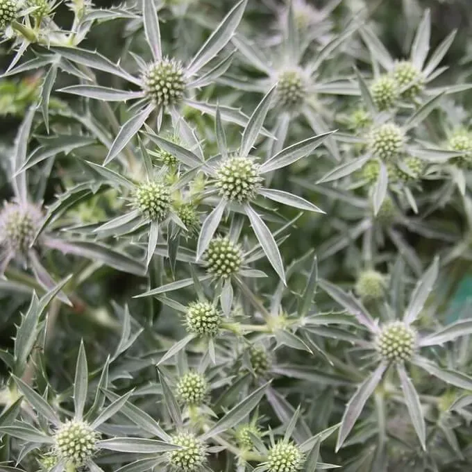 MediGran Eryngium campestre zaden echte kruisdistel