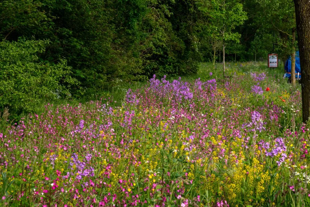 MediGran Damastbloem Hesperis matronalis zaden avondgeur