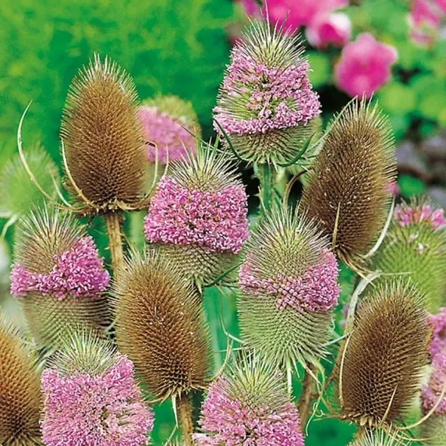 World Botanics Wild Teasel kaardebol 5 jonge planten