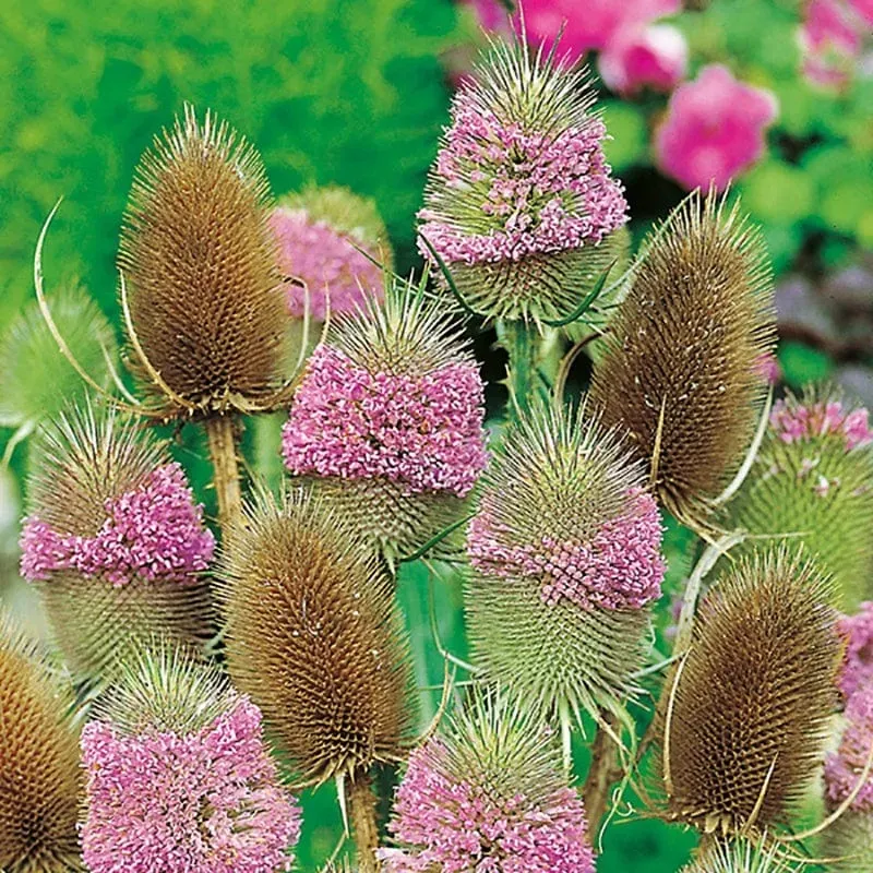 World Botanics Wild Teasel kaardebol 5 jonge planten