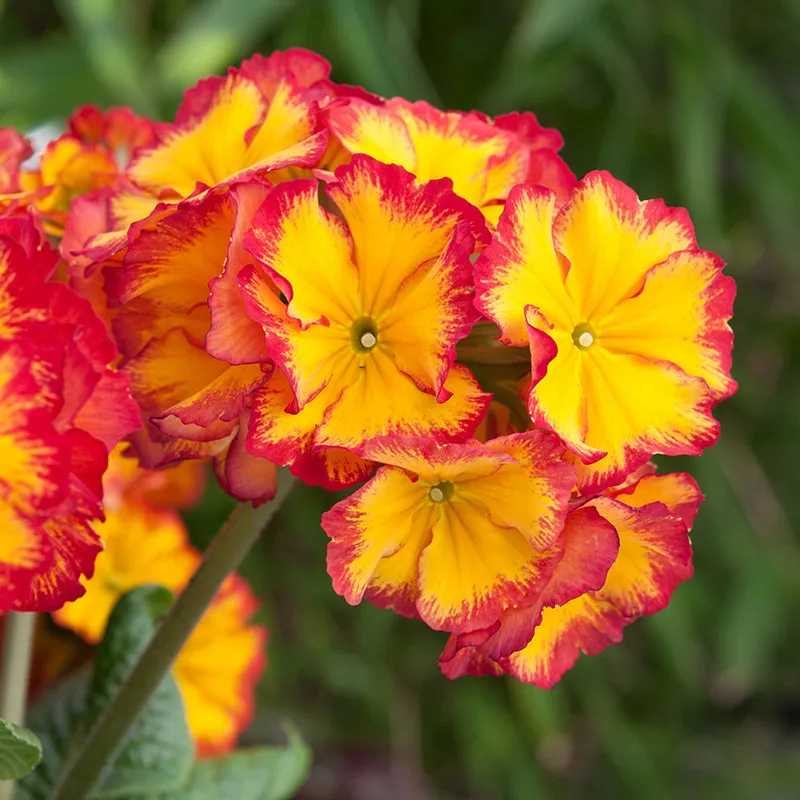 World Botanics Showstopper Fire Dragon F1 perkplanten 15 stuks vurig