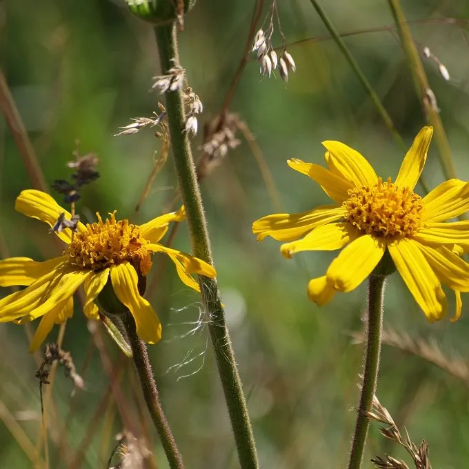 MediGran Valkruid Arnica montana zaden onbespoten
