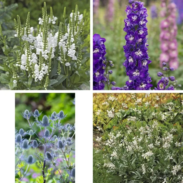 World Botanics Bee Happy Blooms jonge planten 20 stuks bijvriendelijk