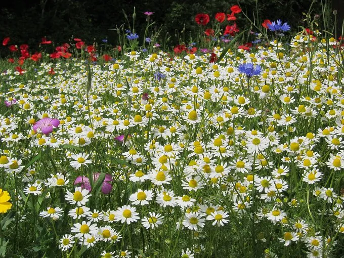MediGran Akkerflora A-1 bloemenzaden 5 soorten inheems