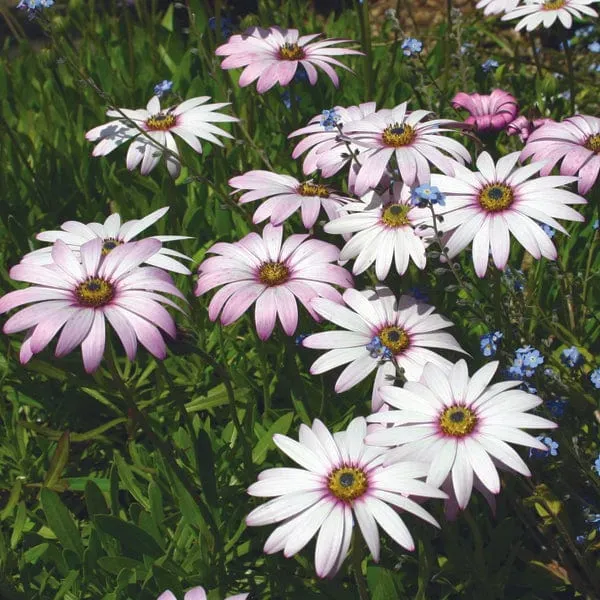 World Botanics Lady Leitrim osteospermum jonge planten 3 stuks wit