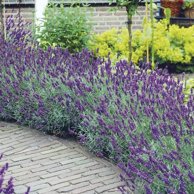 World Botanics Lavender Hidcote tuinplanten 15 stuks paars