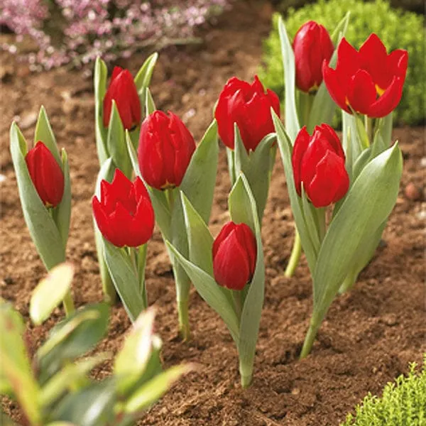 World Botanics Bollenmanden rond 26 cm set van 3