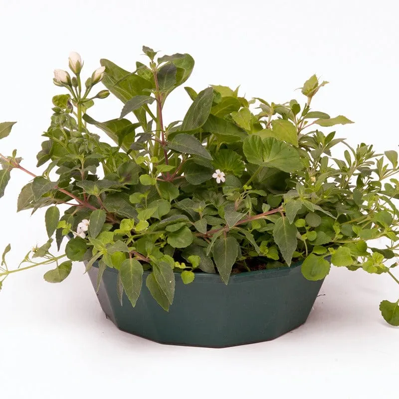World Botanics Bridal Bouquet Basket Mix speedplanter 30 cm
