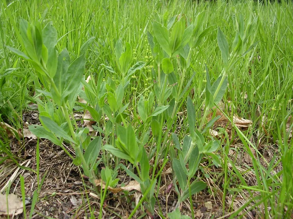 MergenMetz Blaassilene Silene vulgaris vaste plant