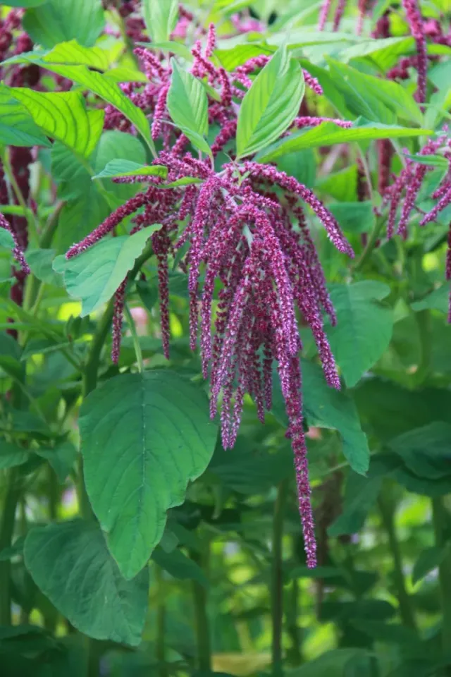 Vitale Rassen Amaranth Pony Tails zaden onbespoten
