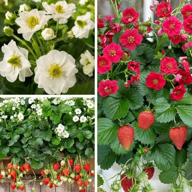Aardbei Summer Breeze collectie planten 20 stuks
