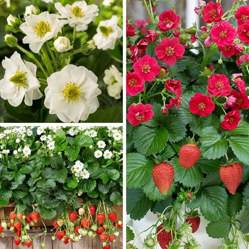 Aardbei Summer Breeze collectie planten 20 stuks