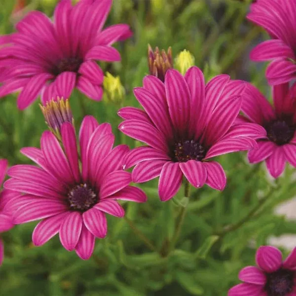 World Botanics Tresco Purple osteospermum planten paars