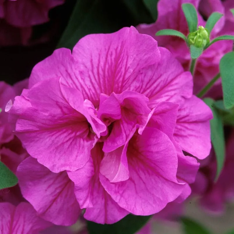 World Botanics Tumbelina Candy Floss petunia planten roze