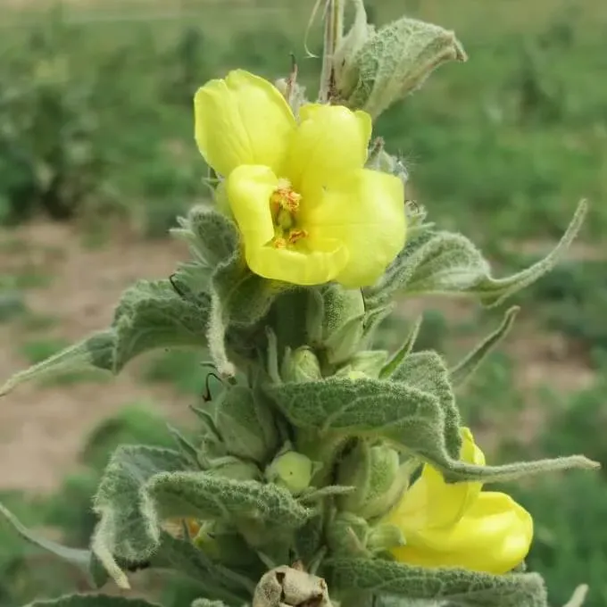 MediGran Verbascum phlomoides Keizerskaars zaden tweejarig