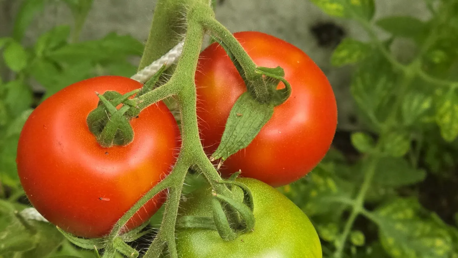 De Tuinen van MergenMetz Kampioen tomatenzaden onbespoten