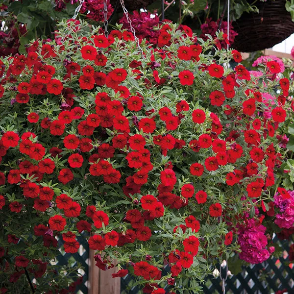 World Botanics Calibrachoa Cabaret bloemplanten 15 stuks mix