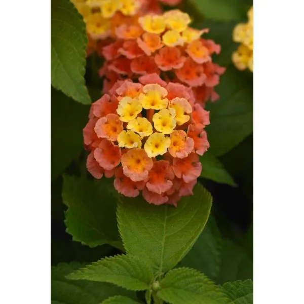 World Botanics Bloomify Mango lantana planten 5 stuks hittebestendig