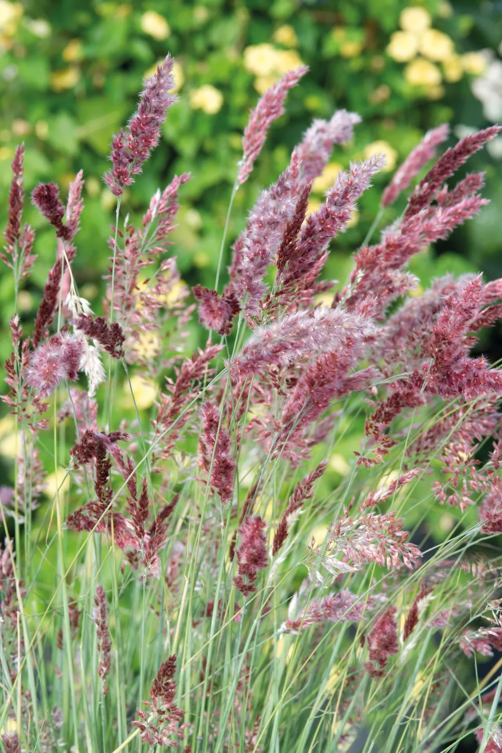 World Botanics Karoo Queen siergras zaden droogtetolerant