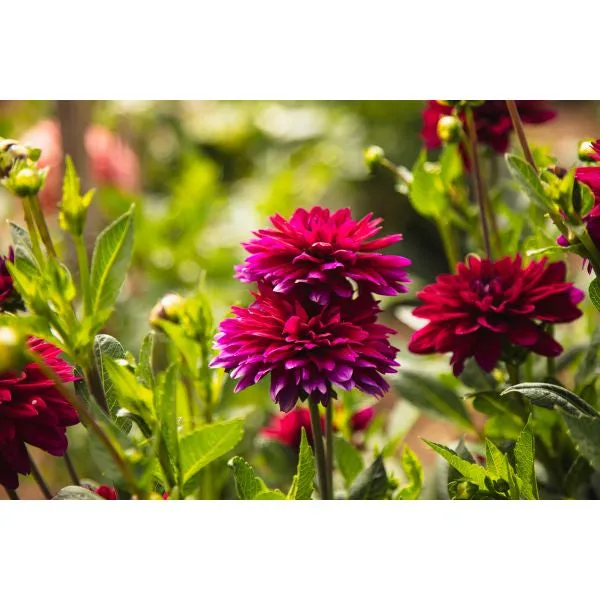 World Botanics Dahlia Mister Blue bloemplant 1 knol roze-paars