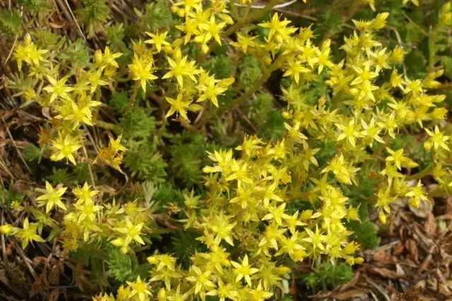 MediGran Muurpeper Sedum acre zaden inheems