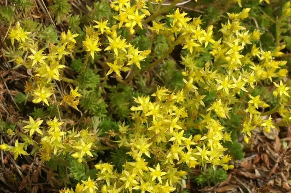 MediGran Muurpeper Sedum acre zaden inheems