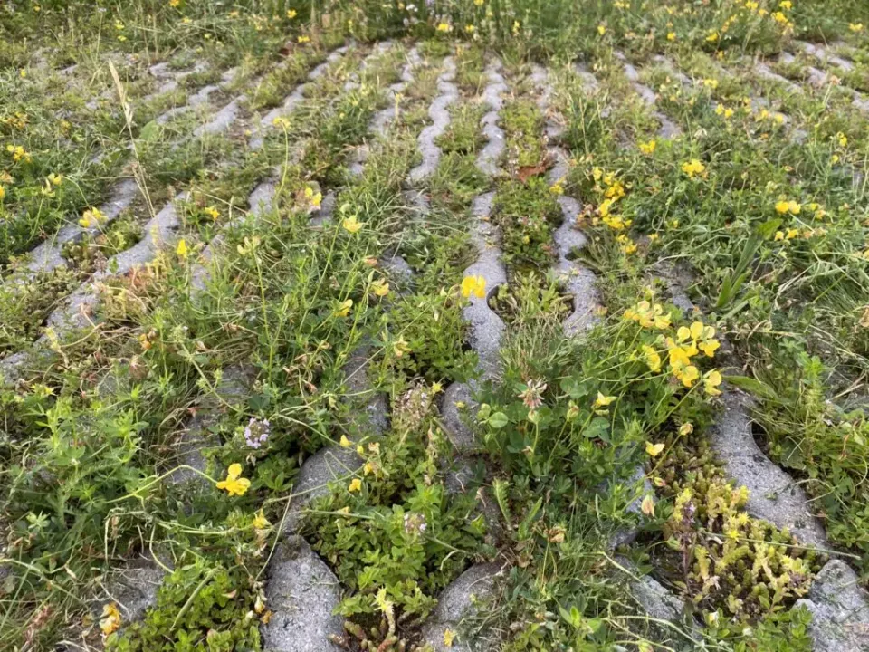 MediGran TPM-1 Tredplantenmengsel Zaden Betreedbaar