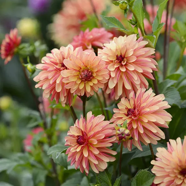 Dahlia Crazy Legs Knol Oranje-Brons 120 cm Plukdahlia