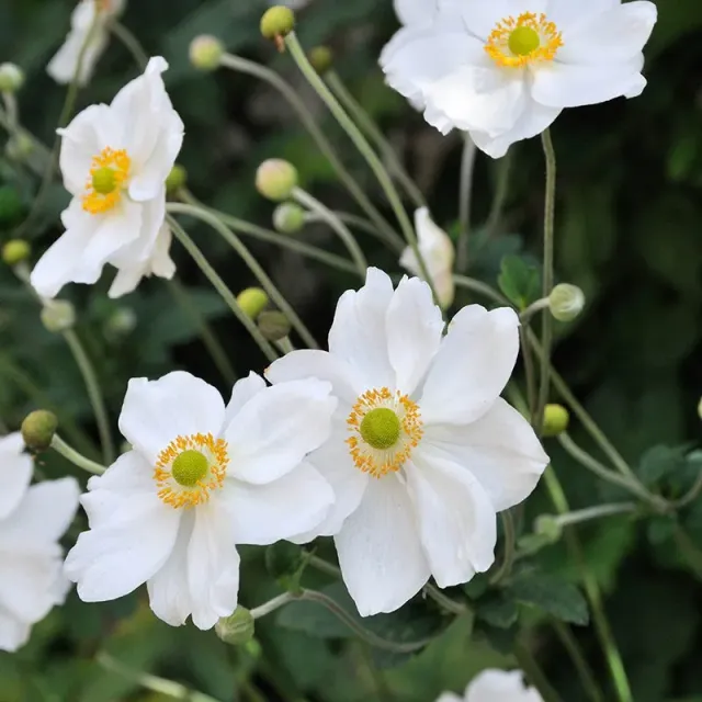 Anemone Honorine Jobert herfstanemoon wit 9cm pot