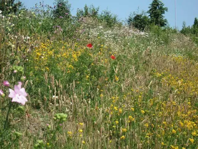 Graslandflora GV-48 bloemenmengsel vochtige kleigrond