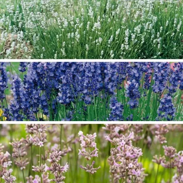 World Botanics Lavendel Angustifolia planten 3 stuks mix