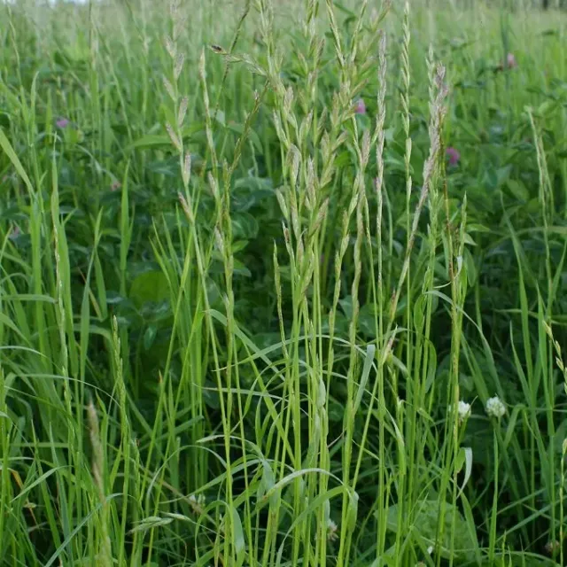 MediGran Lolium multiflorum Italiaans raaigras zaad onbespoten