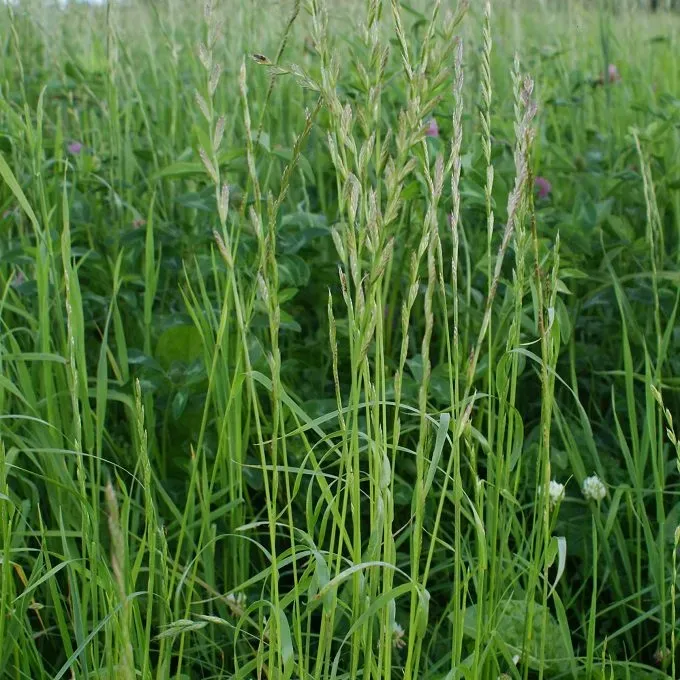 MediGran Lolium multiflorum Italiaans raaigras zaad onbespoten