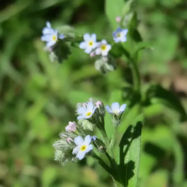 MediGran Akkervergeet-mij-nietje Myosotis arvensis zaden onbespoten
