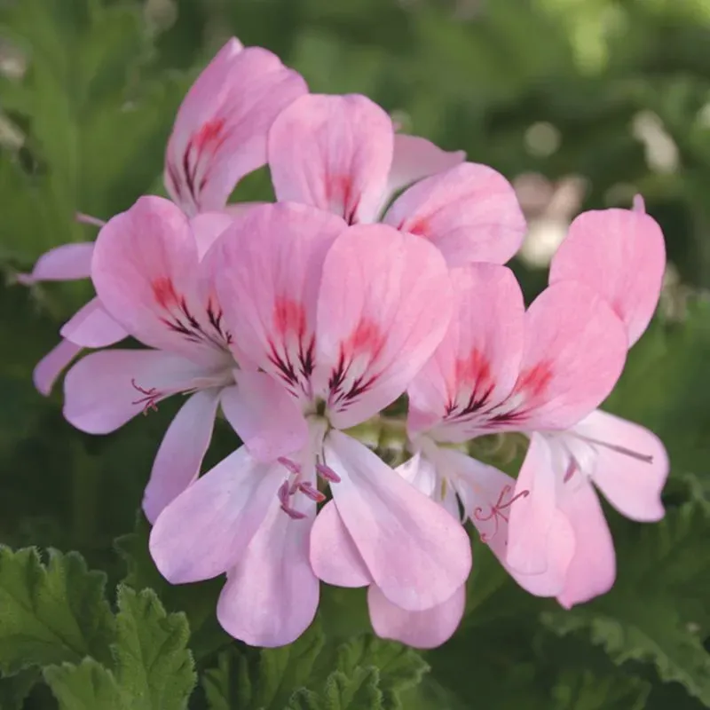 World Botanics Pelargonium Sweet Mimosa geranium 3 stuks roze