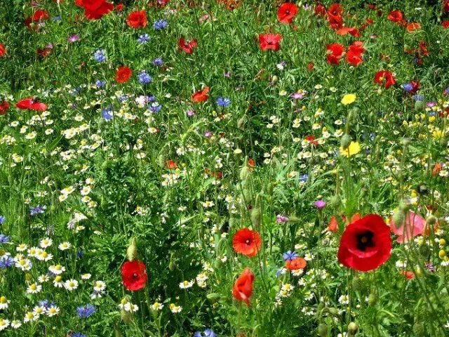 MediGran Akkerflora A-1 bloemenzaden 5 soorten inheems