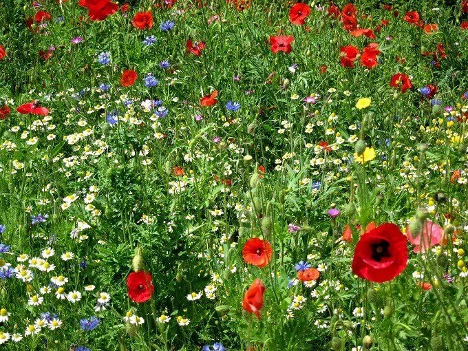 MediGran Akkerflora A-1 bloemenzaden 5 soorten inheems